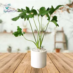 برگ انجیری | خانه گل گلوريا