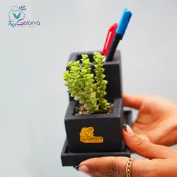 ست اداری سنگ مصنوعی با گیاه طبیعی | خانه گل گلوريا