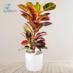 کوروتون پرتقالی با گلدان سرامیکی | خانه گل گلوريا