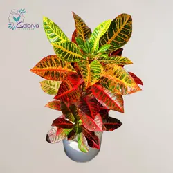 کوروتون پرتقالی با گلدان سرامیکی | خانه گل گلوريا