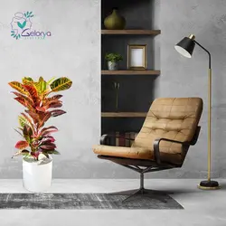 کوروتون پرتقالی با گلدان سرامیکی | خانه گل گلوريا