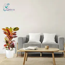 کوروتون پرتقالی با گلدان سرامیکی | خانه گل گلوريا