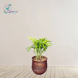 شامادورا با گلدان پتینه | خانه گل گلوريا