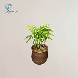 شامادورا با گلدان پتینه | خانه گل گلوريا