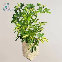 شفلرا با گلدان حصیری | خانه گل گلوريا