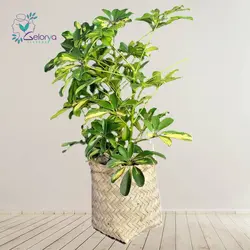 شفلرا با گلدان حصیری | خانه گل گلوريا