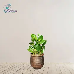 برگ قاشقی | خانه گل گلوريا