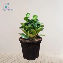 قاشقی | خانه گل گلوريا