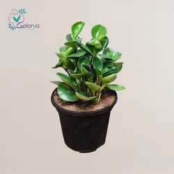 قاشقی | خانه گل گلوريا