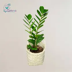 زاموفیلیا با گلدان حصیری | خانه گل گلوريا