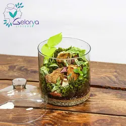 تراریوم گلد میدل vip | خانه گل گلوريا