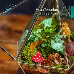 تراریوم مدل هگزا | خانه گل گلوريا