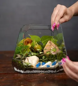 تراریوم مدل لی لی پوت| خانه گل گلوریا