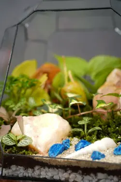 تراریوم مدل لی لی پوت| خانه گل گلوریا