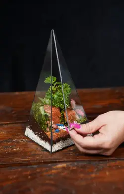 تراریوم مدل هرمی | خانه گل گلوريا