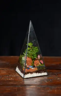 تراریوم مدل هرمی | خانه گل گلوريا