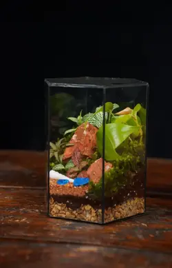 تراریوم مدل هگزا با استند نور مخصوص | خانه گل گلوريا