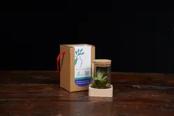 مینی تراریوم | خانه گل گلوريا