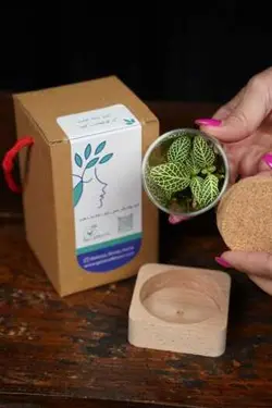 مینی تراریوم | خانه گل گلوريا