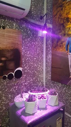 لامپ رشد گیاه 3 وات هالوژنی