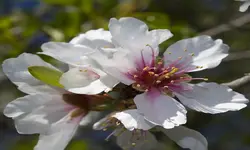 روغن بادام تلخ رُزان، 60 سی سی