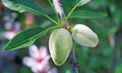 روغن بادام شیرین رُزان، 60 سی سی