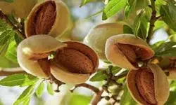 روغن بادام شیرین رُزان، 1 لیتری