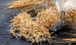 روغن جوانه گندم رُزان، ا لیتری