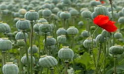 روغن خشخاش رُزان، 1 لیتری