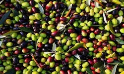 روغن زیتون درجه یک رُزان، 820 میلی لیتری