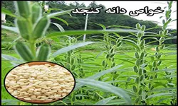روغن کنجد درجه یک گالنی رُزان، 20 لیتری