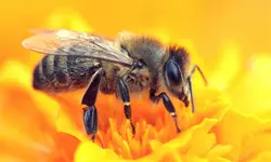 گرده گُل، 100 گرمی - کیمیا طب