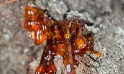 کُندر خوراکی، 100 گرمی