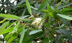 اُکالیپتوس، 100 گرمی