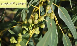 اُکالیپتوس، 100 گرمی