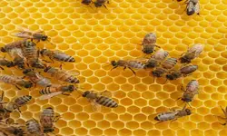 موم زنبور عسل بدون پارافین، 100 گرمی