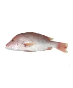 ماهی سرخو محلی صادراتی