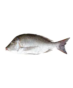 سنگسر شعری