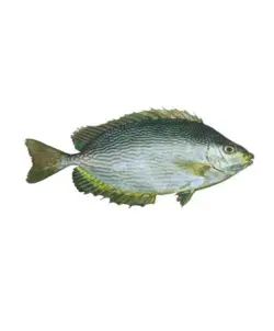 ماهی صافی - ماهی صافی تازه - ماهی صافی جنوب - فروشگاه اینترنتی ماهی جنوب