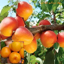 نهال زردآلو انبه ای