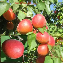 نهال زردآلو تبرزه