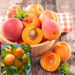 نهال زردآلو نصیری