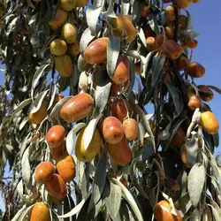 نهال سنجد اصلاح شده