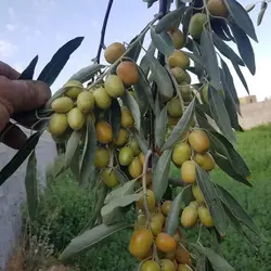 نهال سنجد حاج حسین