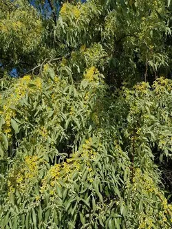 نهال سنجد حاج حسین