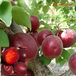 نهال زردآلو قرمز