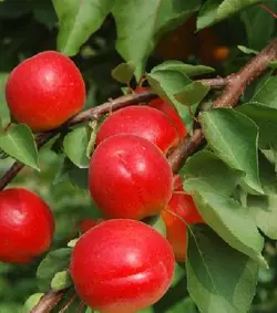 نهال زردآلو قرمز