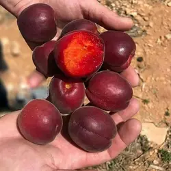 نهال زردآلو قرمز