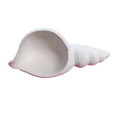 قالب سیلیکونی ظرف صدف بزرگ