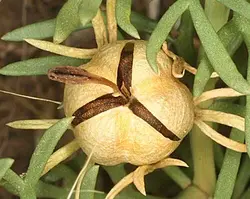 روغن گیاهی اسپند